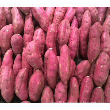Bulk wholesale distribute supplier IQF Frozen sweet potato